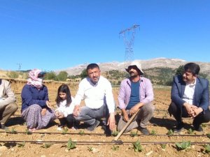 CHP heyeti tütün üreticileriyle tarlalarda buluştu