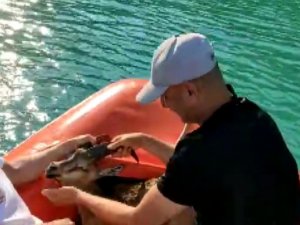 Baraj göletinden çıkamayan yaban keçisi kurtarıldı