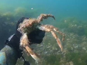 Müsilajın deniz altındaki tahribatı böyle görüntülendi