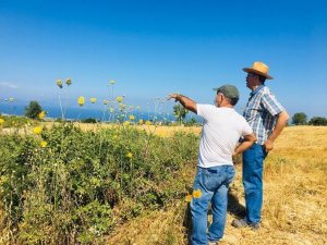 Kuşadası’ndaki endemik bitki türleri incelendi