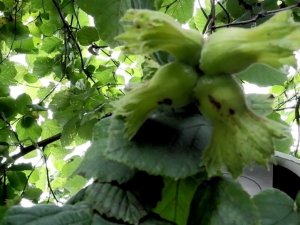 Fındık bahçelerini başı istilacı böcekle dertte