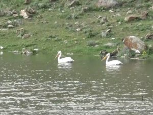 Kars’ta baraj gölünde kuş sesleri yükseliyor