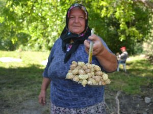 Cumhurbaşkanı Erdoğan’ın tavsiye ettiği lezzetin dalından sofraya yolculuğu başladı