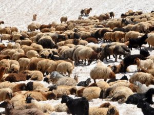 Sıcaktan bunalan koyunların 3000 rakımda kar keyfi