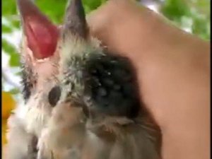 Yavru alakarganın imdadına itfaiye ekipleri yetişti