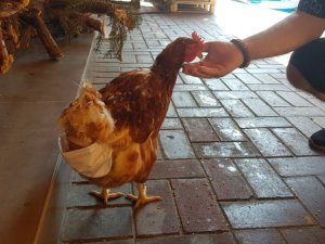 Esnafın maskotu ‘tavuk’ sokağa pislemesin diye maskeyle bezleniyor