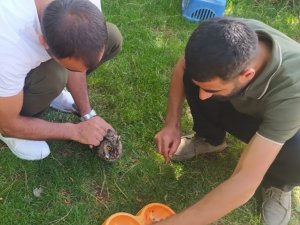 Kanadı kırık Kulaklı Orman Baykuş’u tedavi altına alındı