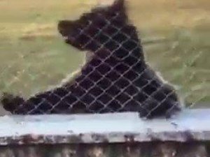 Ayılar ilçe merkezine indi