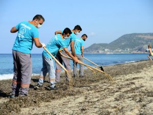 Alanya’da sahillerde yosunlar temizlendi