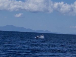 Yunuslar Bodrum’u mesken tuttu