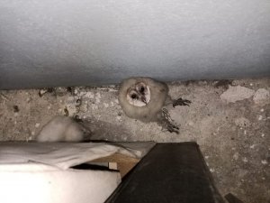 15 gündür merak ediyorlardı, gerçeği çatıya çıkınca öğrendiler