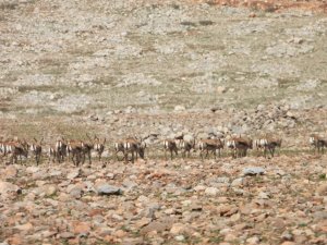 Cudi Dağına bırakılan nesli tükenme tehlikesi altındaki ceylanlar sıkı şekilde takip ediliyor