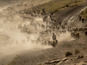 Sürülerin kavurucu sıcakta tozlu yolculuğu devam ediyor