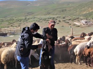 2 bin 300 rakımlı yaylalarda kene ile mücadele