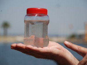 Müsilaja neden olan mikroorganizmaların DNA’sı incelenecek