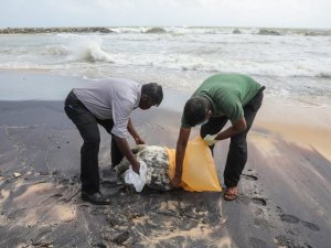 Sri Lanka’da gemi yangınının etkileri sürüyor: Ölü kaplumbağalar kıyıya vurdu