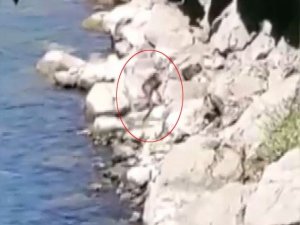 Nesli tükenme tehlikesi altındaki su samuru Fırat Nehri’nde görüntülendi