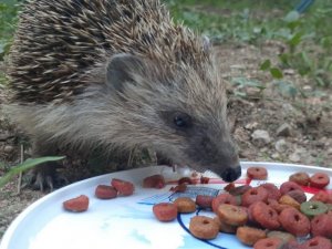 Kirpi ile kedilerin şaşırtan dostluğu