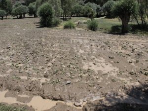Yozgat’ta etkili olan sel ekili alanlara zarar verdi