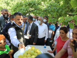 Bakan Pakdemirli, Iğdır’da kayısı hasadına katıldı