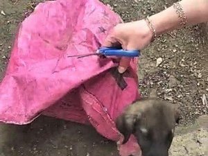 Yavru köpeği çuvala koyup, ağzını sıkı sıkıya bağladılar