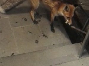 Karayolları bakımevine gelen tilkiyi her gün besliyor