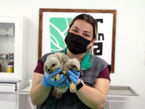 Köylüler, 20 günlük iki kızıl şahin yavrusu buldu