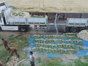 Aksaray’da sular çekildi, üreticiler az su isteyen ürünlere yöneldi