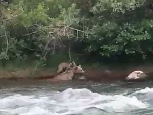 Yavrusu çayı geçemeyince anne ayı da geri döndü