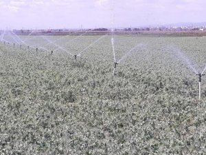 Bursa’da sulama sezonu başladı