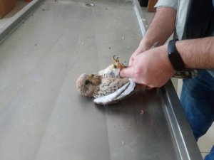 Yaban hayvanlarının tedavileri Kars’ta yapılıyor