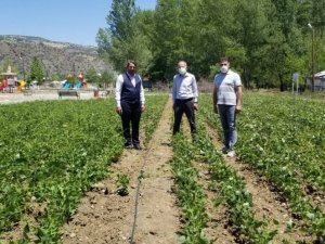 DOKAP’ın destekleri ile Siyez buğdayı ve tescilli Çamoluk kuru fasulyesi için yatırımlar devam ediyor