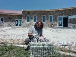 Şahin yavruları emin ellerde