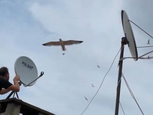 Martılar anten tamircisini çatıda rahat bırakmadı