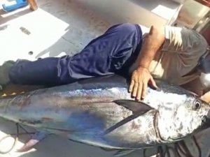 Antalya’da balıkçının oltasına 130 kiloluk orkinos takıldı