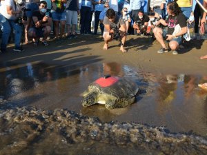 Uydudan izlenen yeşil deniz kaplumbağası 3 günde 30 kilometre yol aldı