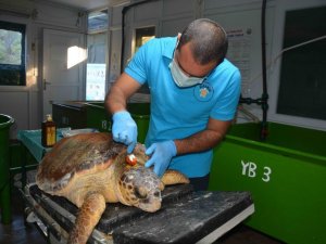Caretta cerattanın yüzgecinde olta iğnesi fark edilince tedavi altına alındı