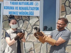 Van’da yaralı kuşlar tedavi altına alındı