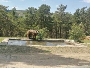 Ayının havuz keyfi böyle görüntülendi