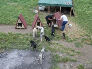Sokak hayvanları için kulübe çalışması