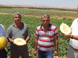 Mevsimin ilk Araban kavunu 25 gün erken yetişti