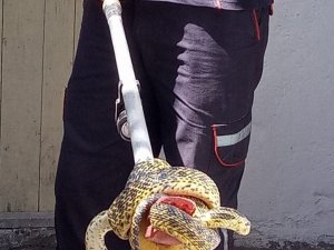 Eve giren yılanı itfaiye ekipleri yakaladı