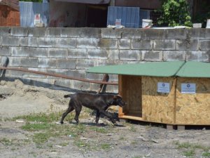 Sokak hayvanları bu proje sayesinde üşümeyecek