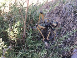 Adıyaman’da etçil çekirge görüldü