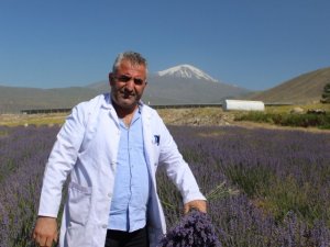 Ağrı Dağı eteklerinde yetiştirilen lavanta çiçeklerinden kozmetik ürünler elde edilecek