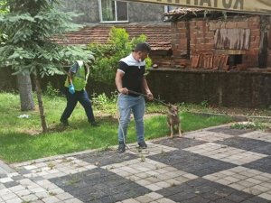 Şehre inen kurt yakalanıp tedavi altına alındı