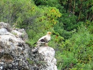 Sakallı akbaba Tokat’ta görüntülendi