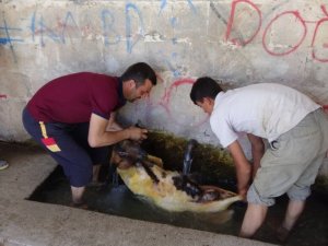 Gercüş’te sıcaktan bunalan hayvanlarını serinletiyorlar
