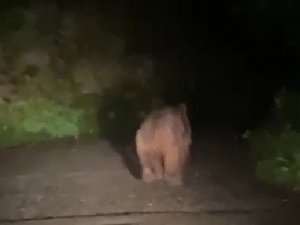 Rize’de köyü susuz bırakan ayı muhtara yakalandı