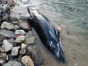 Bodrum’da sahile vuran ölü yunus balığı ekipelri harekete geçirdi
